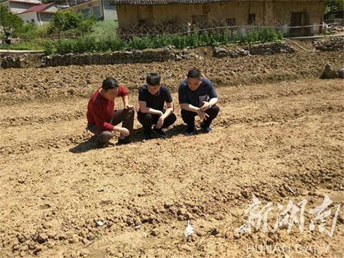 湖南中藥材種植,藥品批發,湖南神舟中藥飲片有限公司